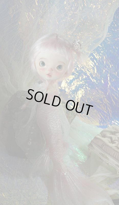 Photo1: mermaid-Coral angelfish (1)